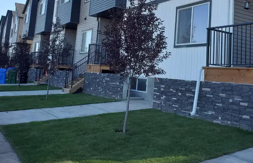 Front yard transformation with ornamental trees and manicured shrubs