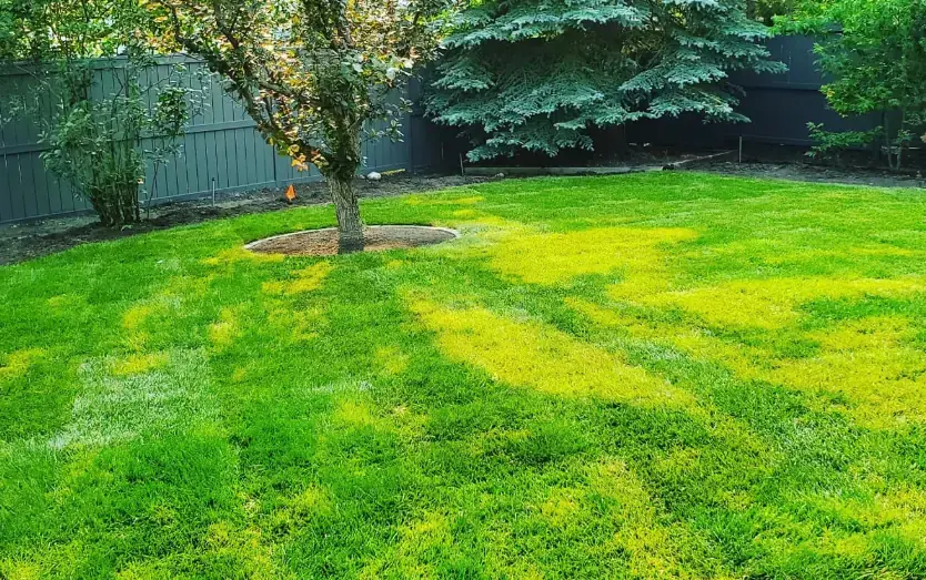 Newly planted trees creating structure in a professionally designed landscape