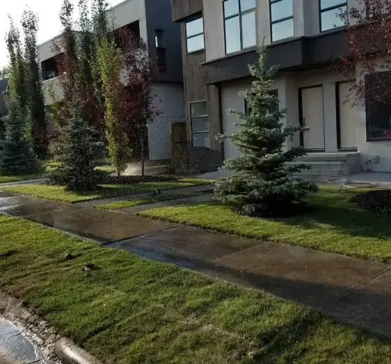 Professional tree planting service in a Calgary residential property