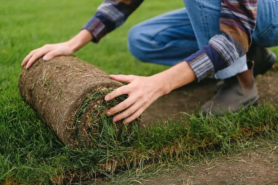 Rolls of fresh green sod ready for installation in a Calgary yard.